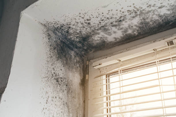 Mold Removal service in Fallentimber